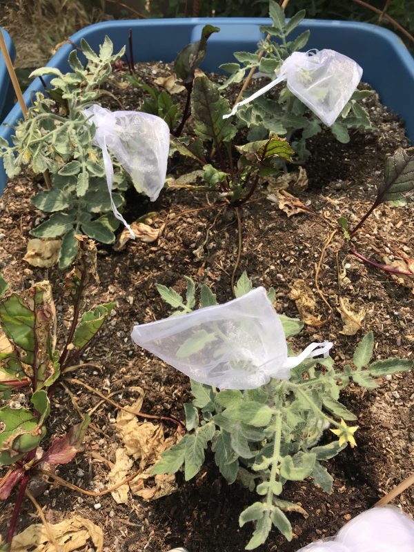 Container full of Fuzzy Mix tomato plants with blossom bags