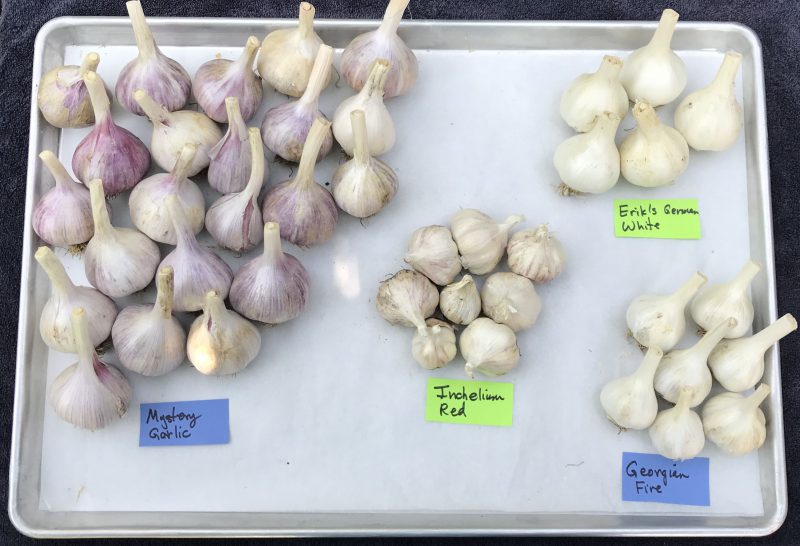 2018 garlic harvest