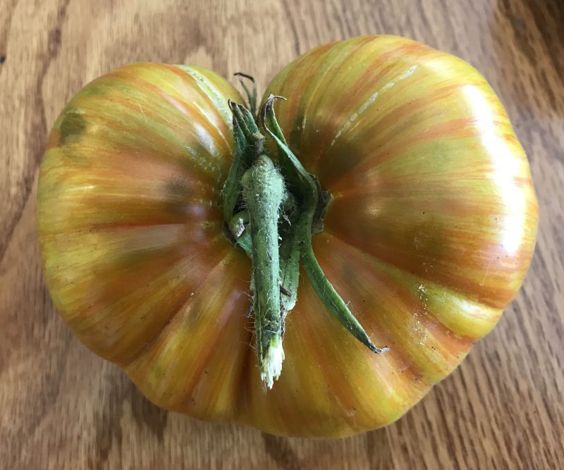 Berkeley Tie-Dye tomato