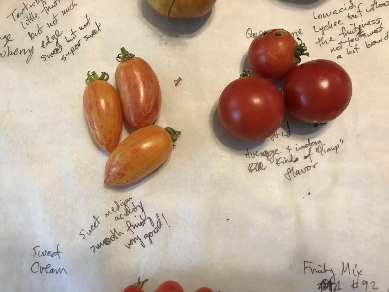 tomato tasting notes