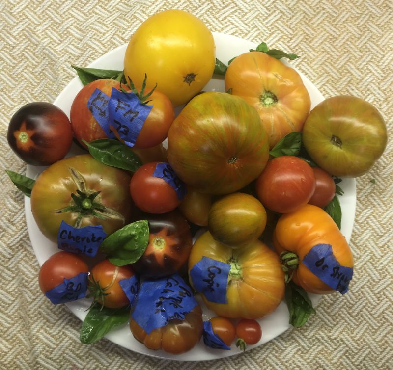 tomato breeder's plate!