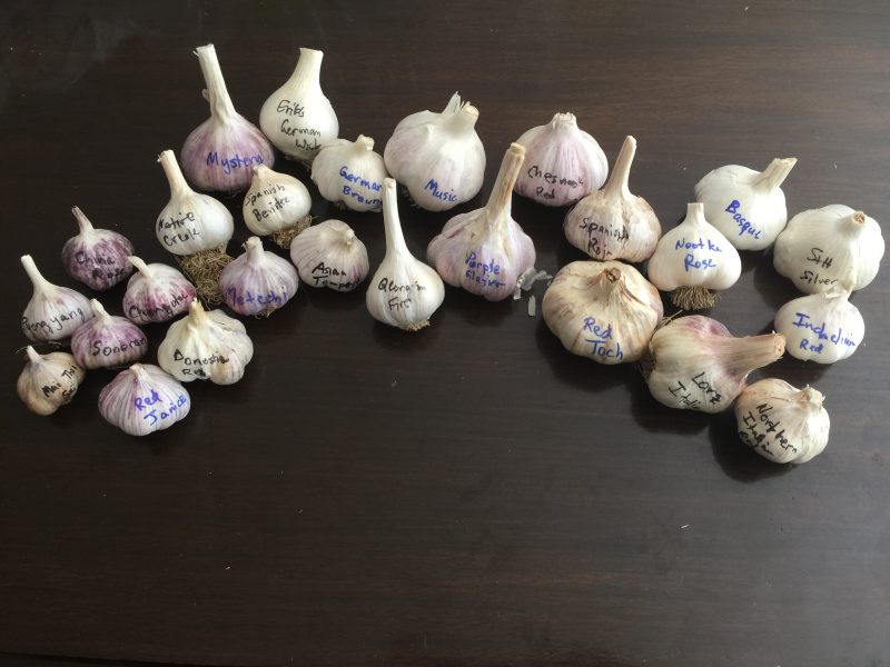 many kinds of garlic!
