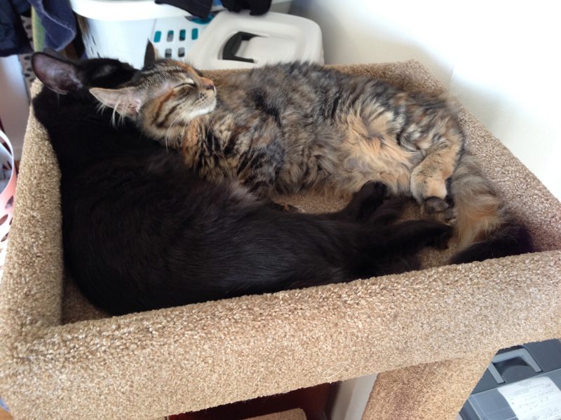 New Olympic sport: synchronized napping!