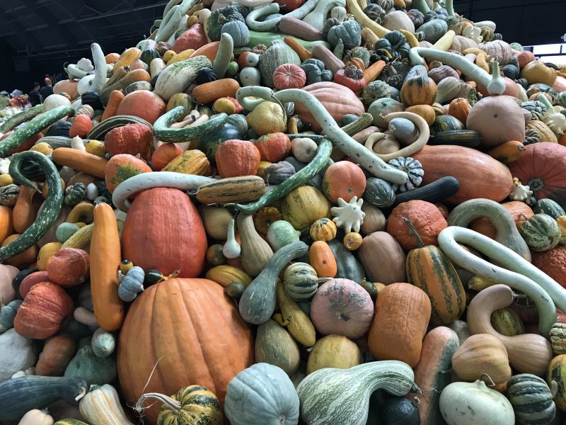 Giant mound of squash, viewed slightly closer