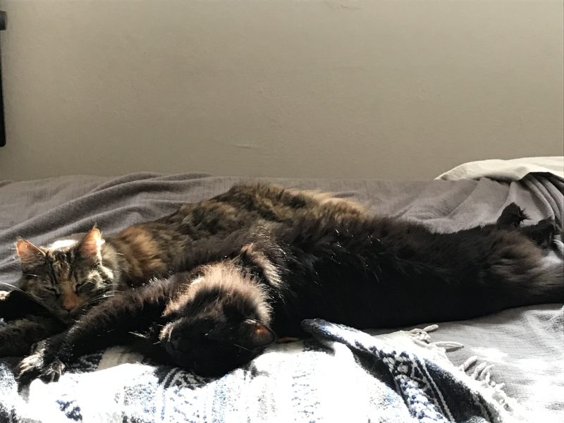 What is the sound of two cats napping?