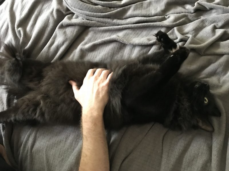Fritz, getting a belly rub