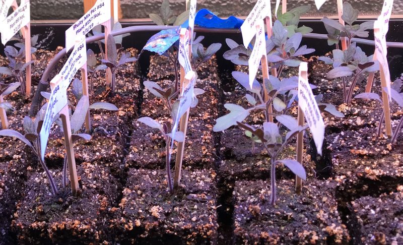 picture of purple tomato seedlings