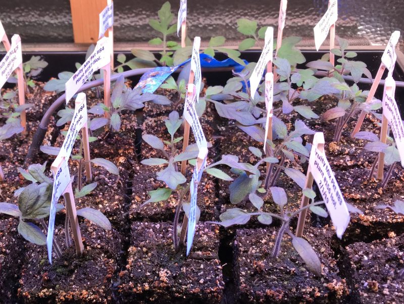 tomato seedlings recovering from a phosphorus deficiency