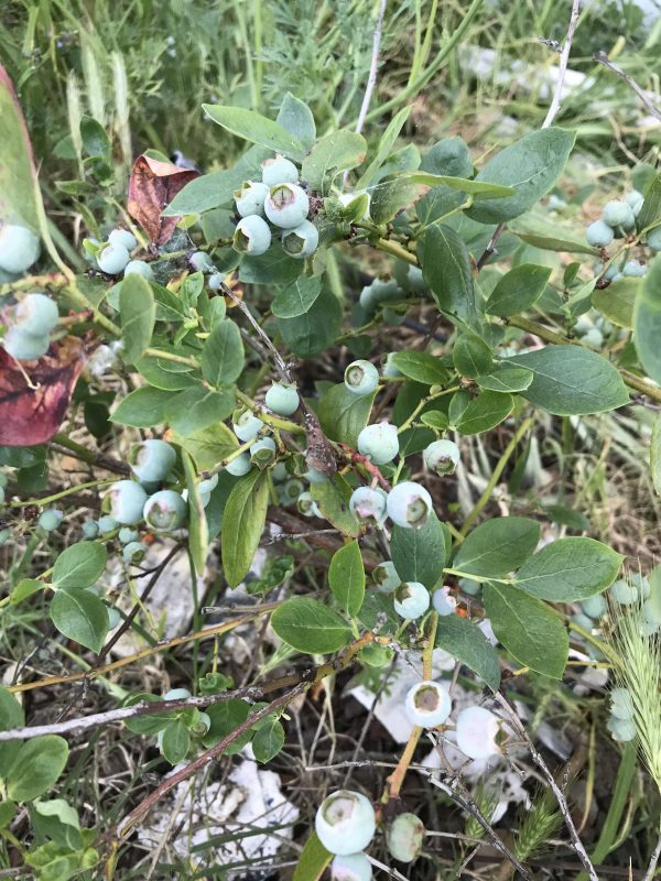blueberries getting ready to ripen