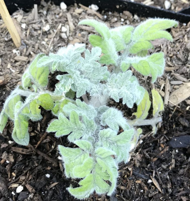 A fuzzy fine-leaf microdwarf tomato - with leaves so finely divided they look almost like carrot tops rather than a typical tomato leaf. Except they're furry!
