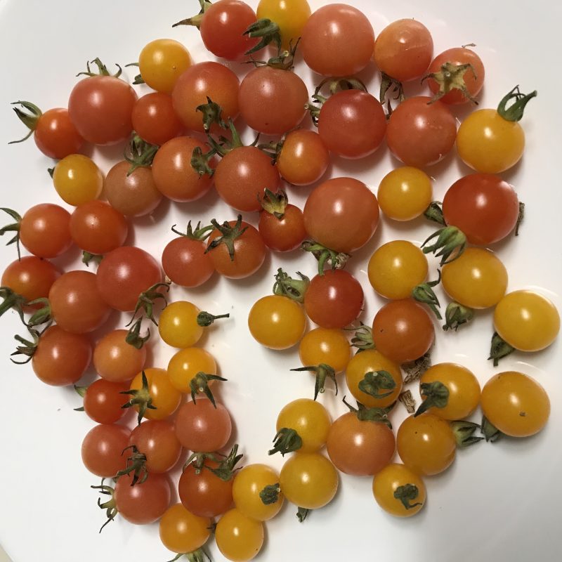 Fruity Mix tomatoes
