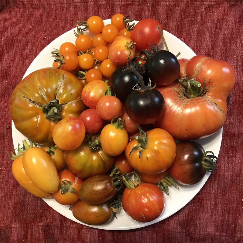 plate full of ten or fifteen varieties of tomatoes