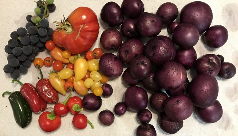Concord grapes, peppers, tomatoes, purple potatoes