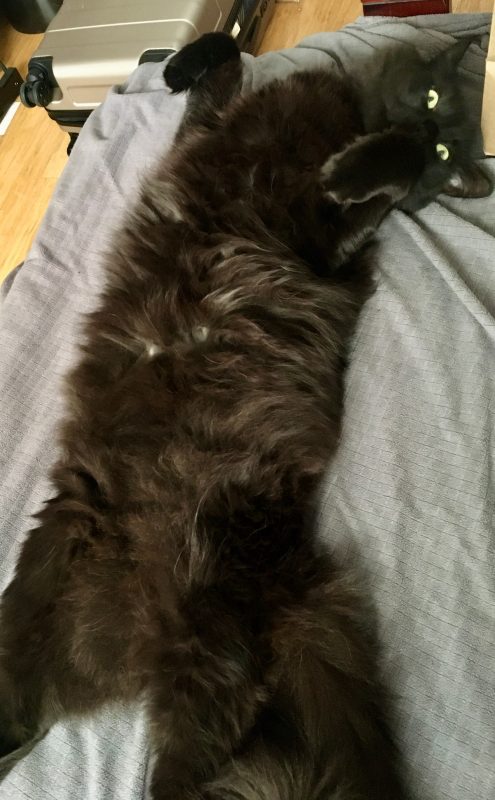 Fritz flopped over demanding a belly rub