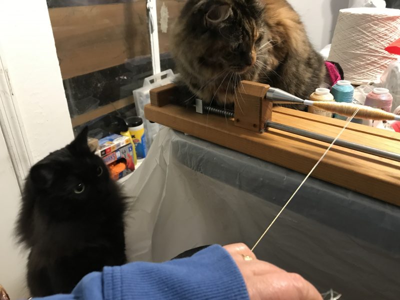 Fritz and Tigress providing supervision for some quill-winding