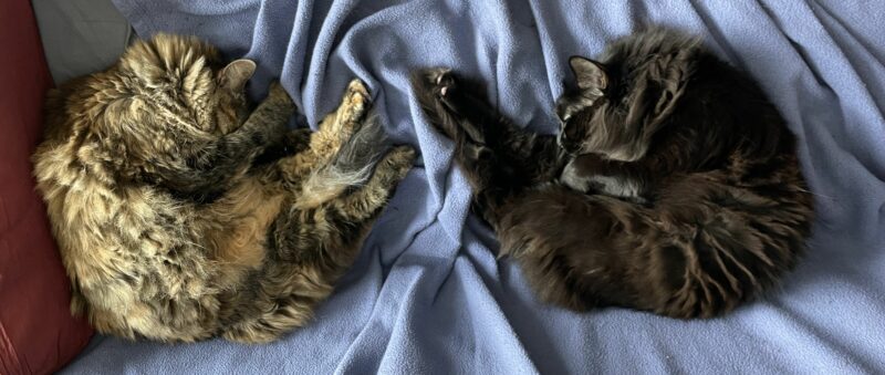 two cats curled up next to each other, in perfect symmetry